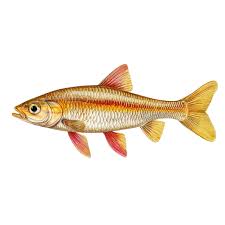 Image result for Rutilus heckelii