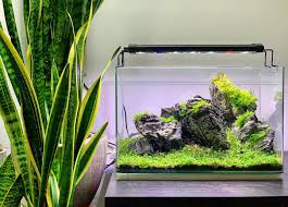 Attēlu rezultāti vaicājumam “Eleocharis acicularis”