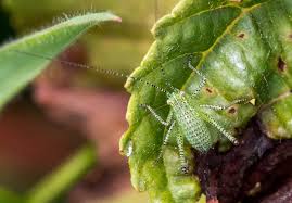 Attēlu rezultāti vaicājumam “Trioza dispar nymph”