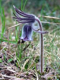 Attēlu rezultāti vaicājumam “Pulsatilla pratensis”