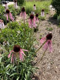 Image result for Echinacea pallida