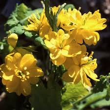 Image result for Chelidonium majus