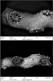 Attēlu rezultāti vaicājumam “Conardia compacta macro”