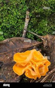 Attēlu rezultāti vaicājumam “Clavulinopsis cinerioides”