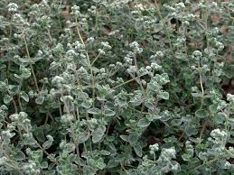 Image result for Majoran