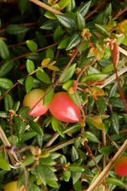 Attēlu rezultāti vaicājumam “Oxycoccus bud”