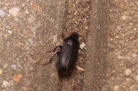 Attēlu rezultāti vaicājumam “Harpalus sp.”