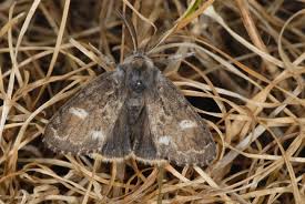 Attēlu rezultāti vaicājumam “Gynaephora selenitica”