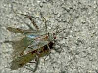 Attēlu rezultāti vaicājumam “Phytocoris tiliae”