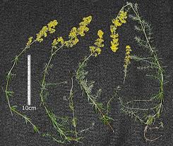 Attēlu rezultāti vaicājumam “Galium verum leaf”