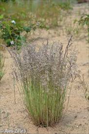 Attēlu rezultāti vaicājumam “Corynephorus canescens fruit”