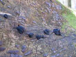 Attēlu rezultāti vaicājumam “Hypoxylon vogesiacum”