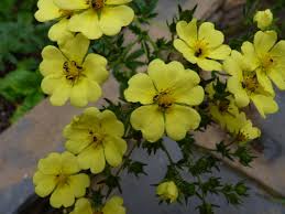 Image result for Potentilla recta