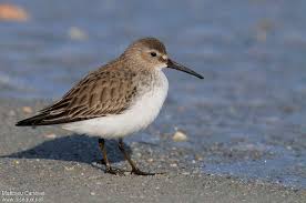 Attēlu rezultāti vaicājumam “Calidris alpina adult”