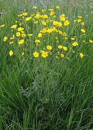 Attēlu rezultāti vaicājumam “Ranunculus acris”