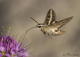 Image result for hawk moth