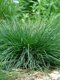 Attēlu rezultāti vaicājumam “Deschampsia cespitosa”