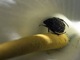 Attēlu rezultāti vaicājumam “Oxythyrea funesta imago”