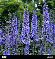 Image result for Rittersporn