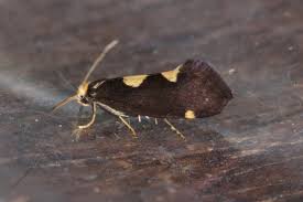 Attēlu rezultāti vaicājumam “Incurvaria oehlmanniella”