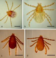 Attēlu rezultāti vaicājumam “Lygistopterus sanguineus larva”