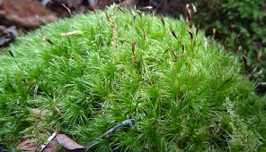 Attēlu rezultāti vaicājumam “Dicranum montanum sporophyte”