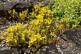 Attēlu rezultāti vaicājumam “Sedum sexangulare flower”
