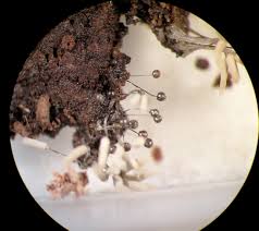 Attēlu rezultāti vaicājumam “Didymium bahiense macro”