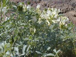 Attēlu rezultāti vaicājumam “Astragalus arenarius flower”