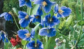 Image result for Scheinmohn blau