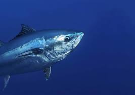 Image result for Thunnus thynnus
