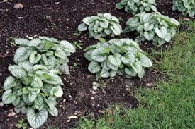 Image result for Brunnera `Jack Frost`