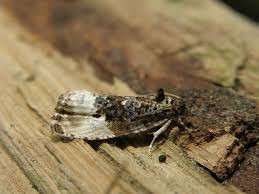 Attēlu rezultāti vaicājumam “Hedya nubiferana”