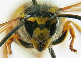 Attēlu rezultāti vaicājumam “Vespula germanica”