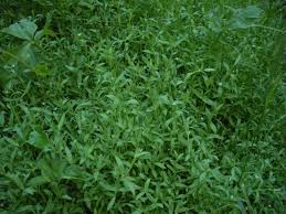 Attēlu rezultāti vaicājumam “Stellaria alsine”