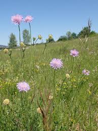 Image result for Knautia arvensis