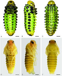 Attēlu rezultāti vaicājumam “pupa”