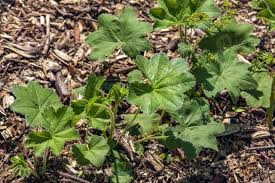 Image result for Alchemilla vulgaris