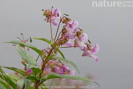 Image result for Impatiens glandulifera