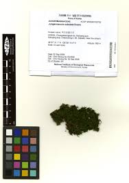 Attēlu rezultāti vaicājumam “Jungermannia subulata”