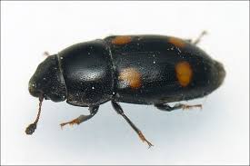 Attēlu rezultāti vaicājumam “Glischrochilus hortensis”