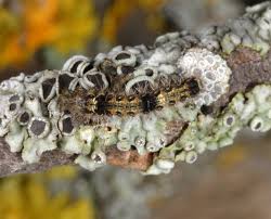 Attēlu rezultāti vaicājumam “Eilema sororcula”