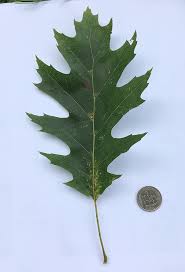 Attēlu rezultāti vaicājumam “Quercus rubra leaf”