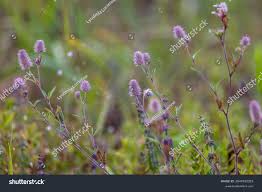 Attēlu rezultāti vaicājumam “Trifolium dubium fruit”