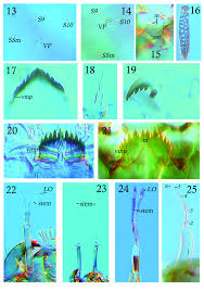 Attēlu rezultāti vaicājumam “Tanytarsus”