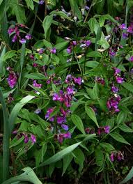 Attēlu rezultāti vaicājumam “Lathyrus vernus”