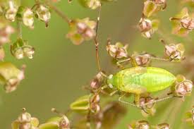 Attēlu rezultāti vaicājumam “Adelphocoris quadripunctatus”