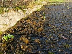 Attēlu rezultāti vaicājumam “Nostoc commune”