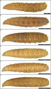 Attēlu rezultāti vaicājumam “Sarcophagidae”