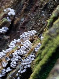 Attēlu rezultāti vaicājumam “Lamproderma arcyrioides macro”